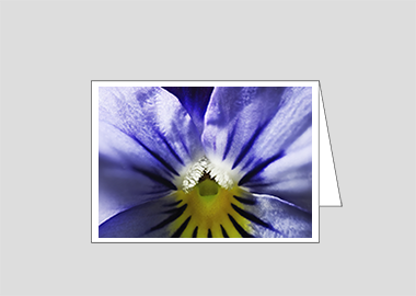 Fine art greeting card - (Purple and Blue Pansy HBV) – 4.5″x6.25″