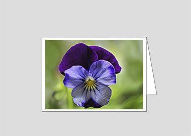 Fine art greeting card - (Purple and Blue Pansy HV) – 4.5″x6.25″