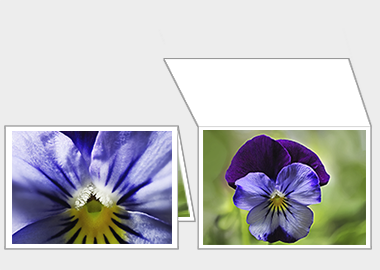 Fine art greeting card - (Purple and Blue Pansy) – 4.5″x6.25″