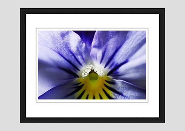 framed print - (Purple and Blue Pansy HBV) - 8"x10"