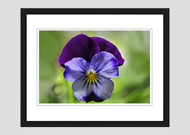 framed print - (Purple and Blue Pansy HV) - 8"x10"