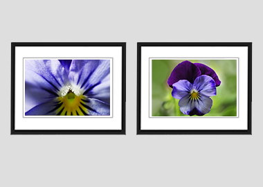 Both framed prints - (Purple and Blue Pansy) - 8"x10" each