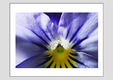 matted print - (Purple and Blue Pansy HBV) - 11"x14"