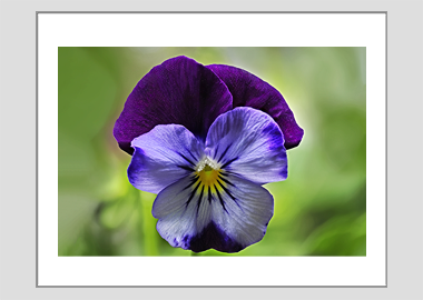 matted print - (Purple and Blue Pansy HV) - 11"x14"
