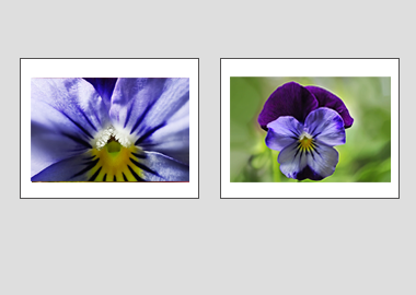 Both matted prints - (Purple and Blue Pansy) - 11"x14" each