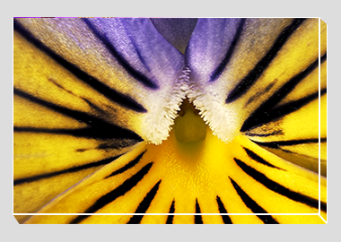 canvas print - (Purple on Yellow Pansy HBV) - 8"x12"