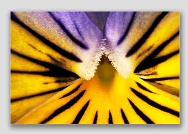 canvas print - (Purple on Yellow Pansy HBV) - 12"x18"