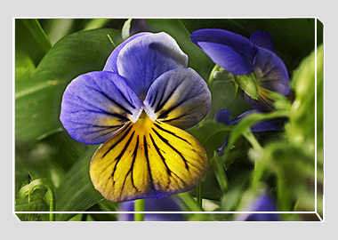 canvas print - (Purple on Yellow Pansy HV) - 8"x12"