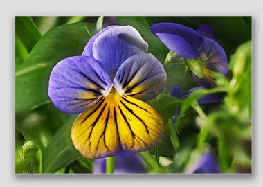 canvas print - (Purple on Yellow Pansy HV) - 12"x18"