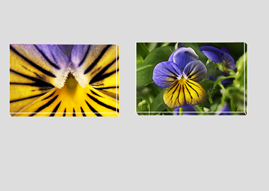 Both canvas prints - (Purple on Yellow Pansy) - 8"x12" each