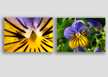 Both canvas prints - (Purple on Yellow Pansy) - 8"x12" each