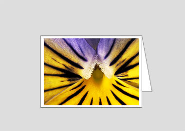 Fine art greeting card - (Purple on Yellow Pansy HBV) – 4.5″x6.25″