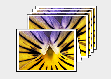Package of 5 greeting cards - (Purple on Yellow Pansy HBV) – 4.5″x6.25″