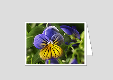 Fine art greeting card - (Purple on Yellow Pansy HV) – 4.5″x6.25″