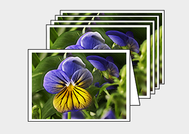 Package of 5 greeting cards - (Purple on Yellow Pansy HV) – 4.5″x6.25″