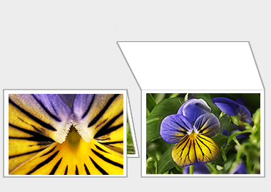 Fine art greeting card - (Purple on Yellow Pansy) – 4.5″x6.25″