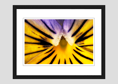 framed print - (Purple on Yellow Pansy HBV) - 8"x10"