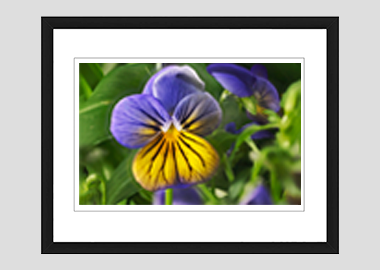 framed print - (Purple on Yellow Pansy HV) - 8"x10"