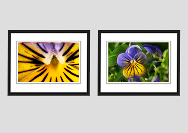 Both framed prints - (Purple on Yellow Pansy) - 8"x10" each