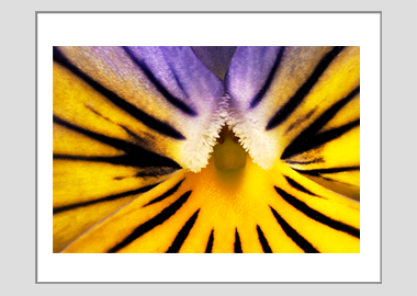 matted print - (Purple on Yellow Pansy HBV) - 11"x14"