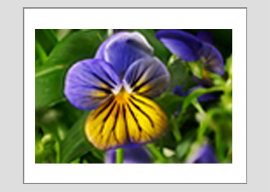 matted print - (Purple on Yellow Pansy HV) - 11"x14"