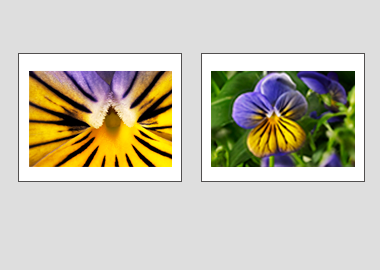 Both matted prints - (Purple on Yellow Pansy) - 11"x14" each