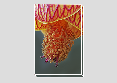 canvas print - (Red Vein Chinese Lantern 2 HBV) - 8"x12"