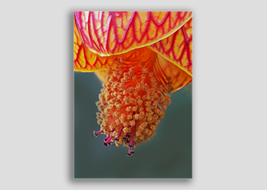 canvas print - (Red Vein Chinese Lantern 2 HBV) - 12"x18"