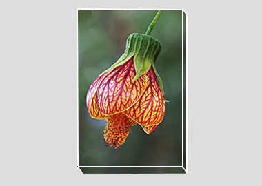 canvas print - (Red Vein Chinese Lantern 2 HV) - 8"x12"