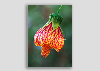 canvas print - (Red Vein Chinese Lantern 2 HV) - 8"x12"