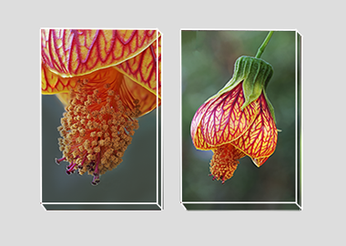 Both canvas prints - (Red Vein Chinese Lantern 2) - 8"x12" each