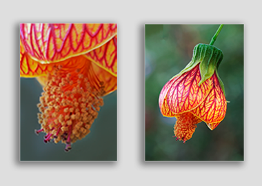 Both canvas prints - (Red Vein Chinese Lantern 2) - 12"x18" each