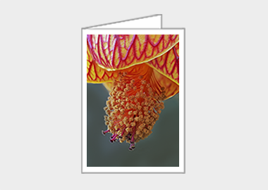 Fine art greeting card - (Red Vein Chinese Lantern 2 HBV) – 6.25″ x 4.5″