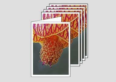 Package of 5 greeting cards - (Red Vein Chinese Lantern 2 HBV) – 6.25″ x 4.5″