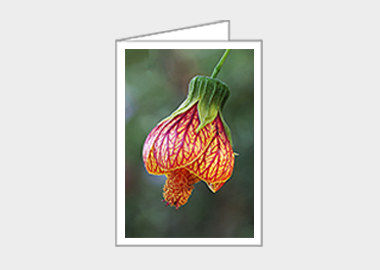 Fine art greeting card - (Red Vein Chinese Lantern 2 HV) – 6.25″ x 4.5″