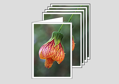 Package of 5 greeting cards - (Red Vein Chinese Lantern 2 HV) – 6.25″ x 4.5″