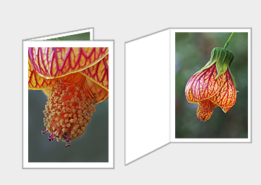 Fine art greeting card - (Red Vein Chinese Lantern 2) – 6.25″ x 4.5″