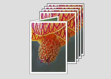 Package of 5 greeting cards - (Red Vein Chinese Lantern 2) – 6.25″ x 4.5″