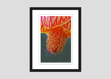 framed print - (Red Vein Chinese Lantern 2 HBV) - 8"x10"