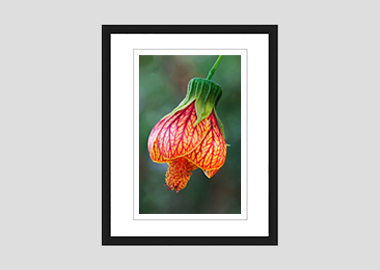 framed print - (Red Vein Chinese Lantern 2 HV) - 8"x10"