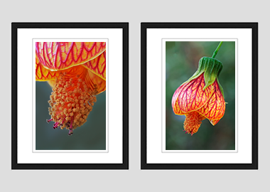 Both framed prints - (Red Vein Chinese Lantern 2) - 8"x10" each