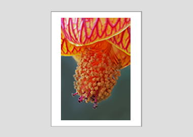 matted print - (Red Vein Chinese Lantern 2 HBV) - 11"x14"