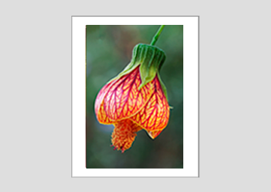 matted print - (Red Vein Chinese Lantern 2 HV) - 11"x14"