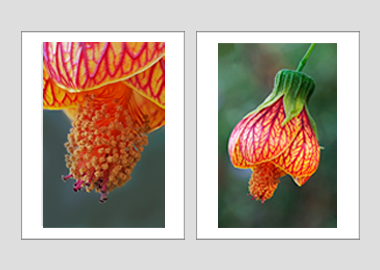 Both matted prints - (Red Vein Chinese Lantern 2) - 11"x14" each