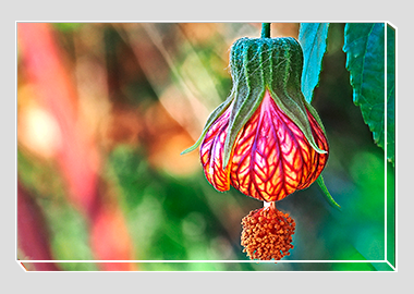 canvas print - (Red Vein Chinese Lantern HV) - 8"x12"