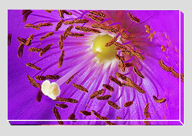 canvas print - (Rock Purslane HBV) - 8"x12"