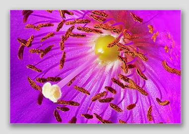 canvas print - (Rock Purslane HBV) - 12"x18"