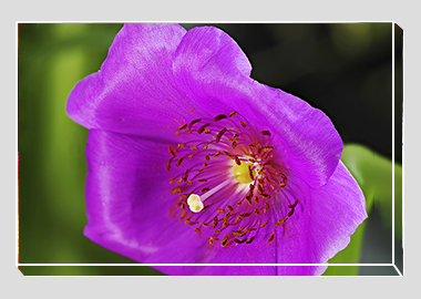 canvas print - (Rock Purslane HV) - 8"x12"