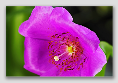canvas print - (Rock Purslane HV) - 8"x12"