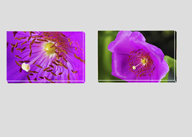 Both canvas prints - (Rock Purslane) - 8"x12" each